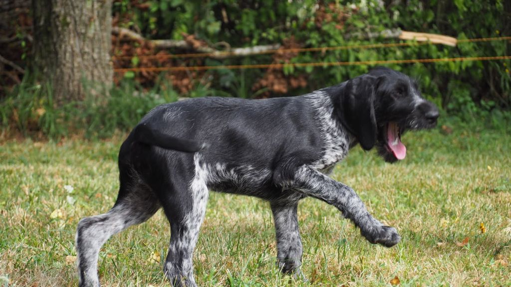 Du baconnais - Chiot disponible  - Chien d'arrêt allemand à poil dur