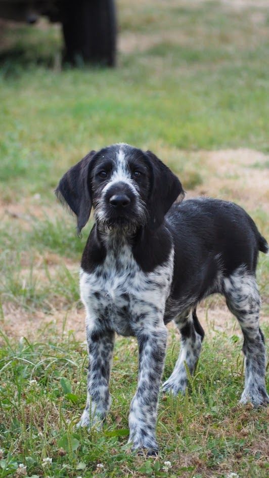 Du baconnais - Chiot disponible  - Chien d'arrêt allemand à poil dur