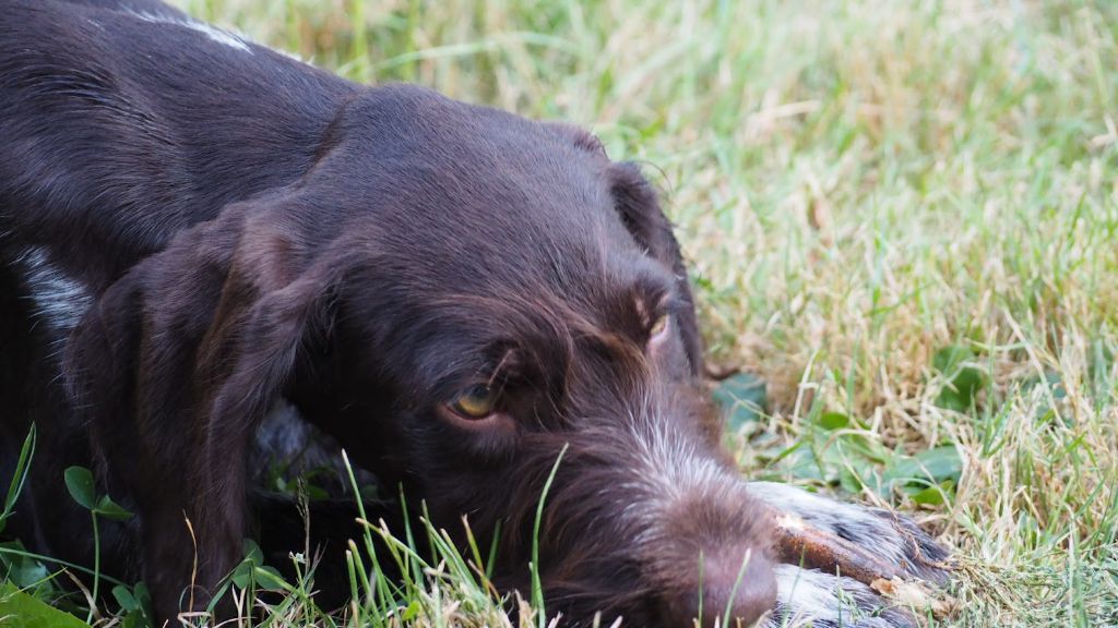 Du baconnais - Chiot disponible  - Chien d'arrêt allemand à poil dur